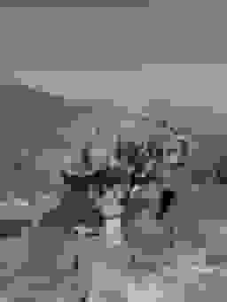 "Photo of tree in between mountains"