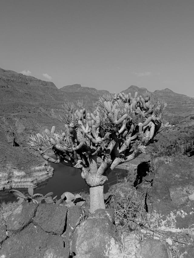 "Photo of tree in between mountains"